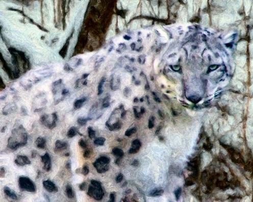 Snow Leopard - Lynn A. Marie