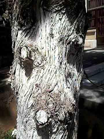Arbre, que dis tu? - Mohamed Labidi