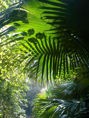 Jungle d'Alger 03 - Mohamed Labidi