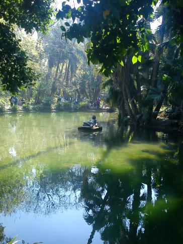 Jungle d'Alger 1 - Mohamed Labidi