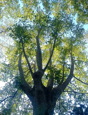 Arbre en mélodie . - Mohamed Labidi