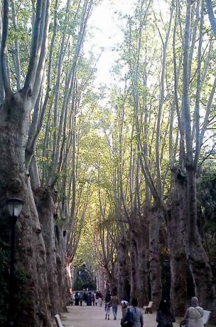 L'allée des platanes - Mohamed Labidi