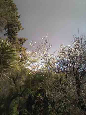 Arbres fleuries - Mohamed Labidi