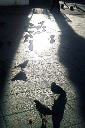 Pigeons à contre-jour - Mohamed Labidi