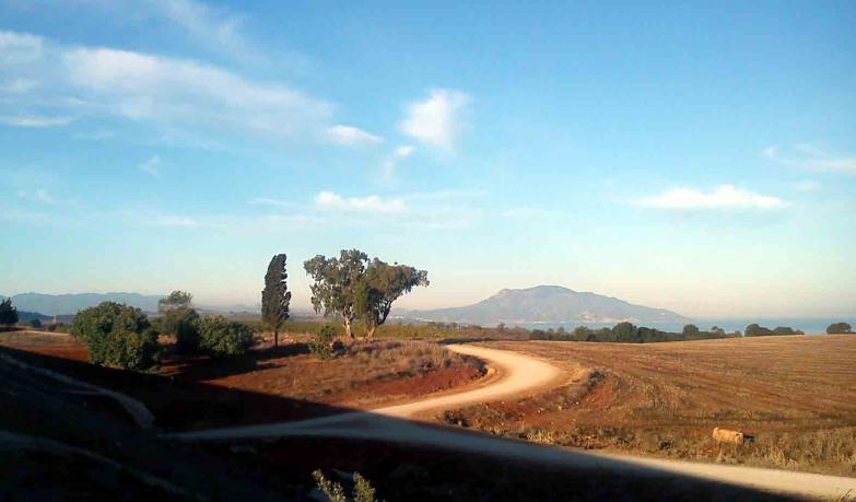 Le cyprès et l'eucalyptus - Mohamed Labidi - Cliquer pour afficher en grand