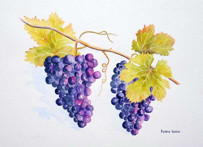 Grappes de raisins - Patrice Levoin - Cliquer pour afficher en grand