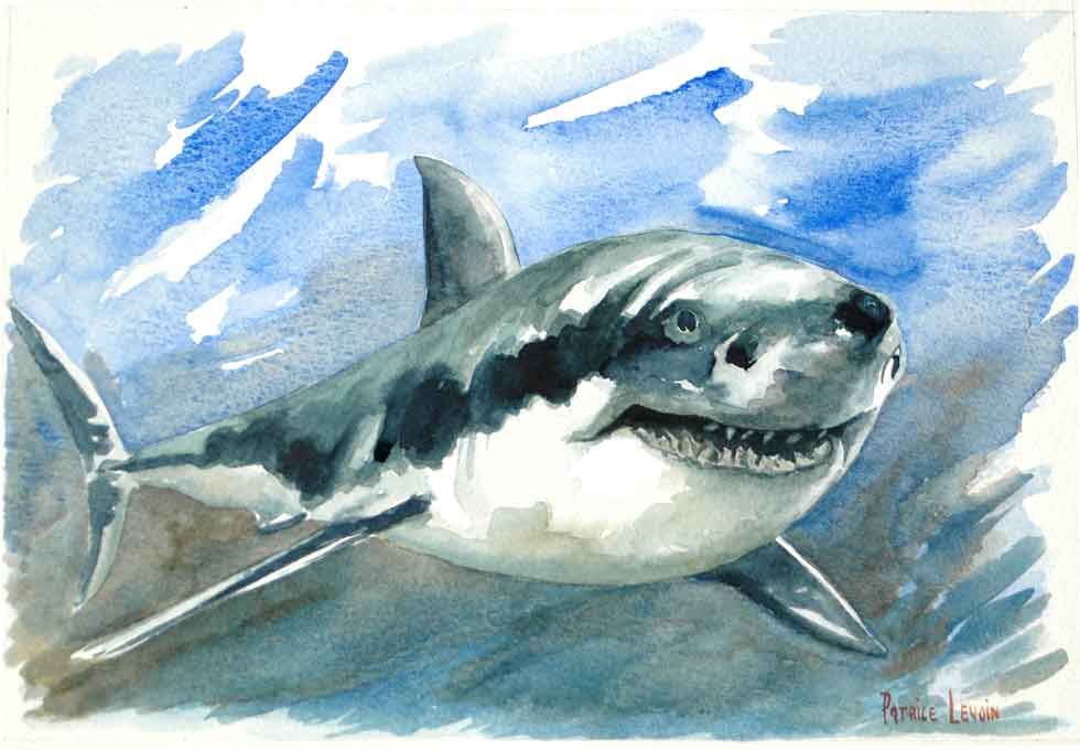 Grand requin blanc - Patrice Levoin - Click to enlarge