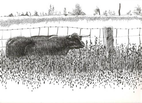 Bull - Suzanne Berton