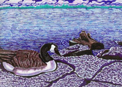 Goose At Lake Ontario ~ Kingston - Suzanne Berton