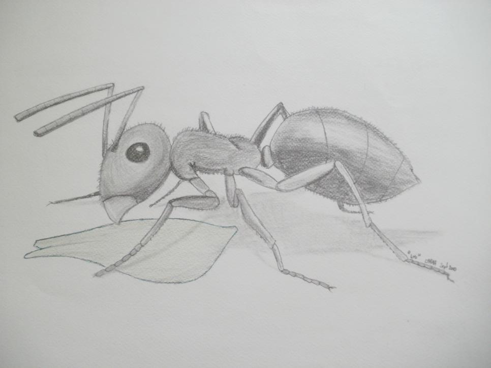 N °00021-85-2012-BESTIOLE 002 - Capma - Click to enlarge