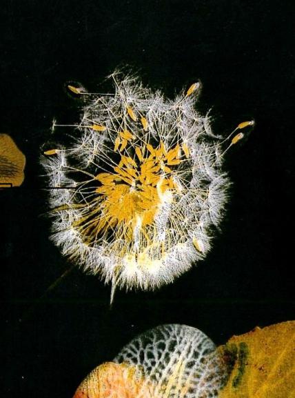 PissenlitS - Nicole Bourgait