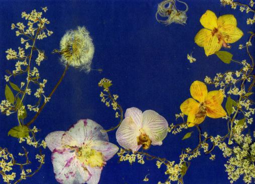 Orchidées - Nicole Bourgait