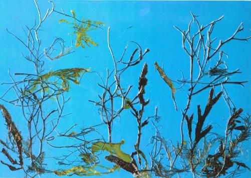 .Fond Marin - Nicole Bourgait