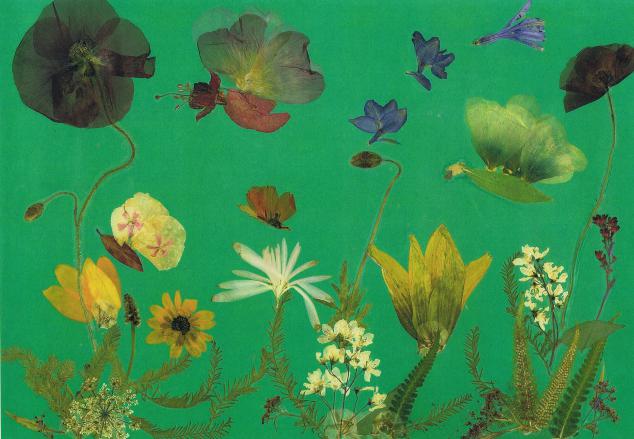 Papillons verts - Nicole Bourgait - Click to enlarge