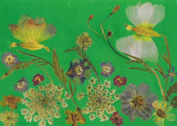 Papillon rose - Nicole Bourgait