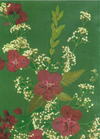 Bougainvil - Nicole Bourgait