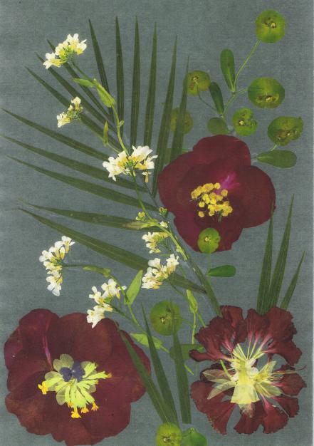Camélia Rouge - Nicole Bourgait