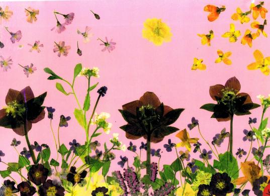 Violettes - Nicole Bourgait