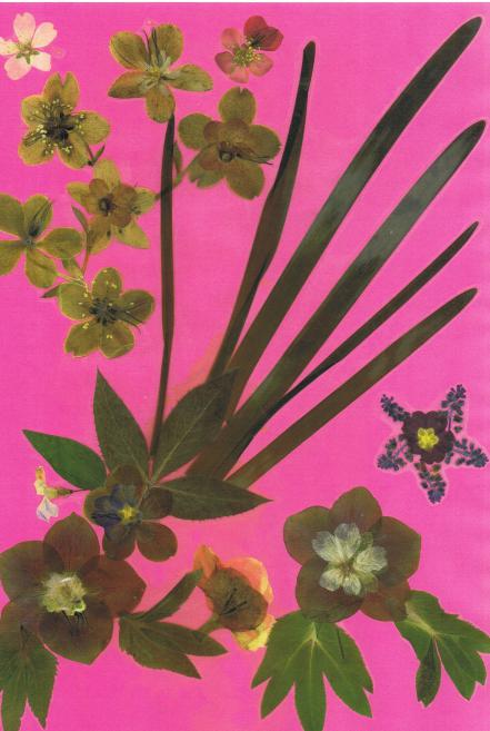 Hellébores roses - Nicole Bourgait