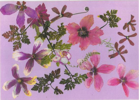 Cyclamens - Nicole Bourgait
