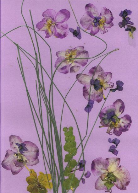 Orch. roses - Nicole Bourgait