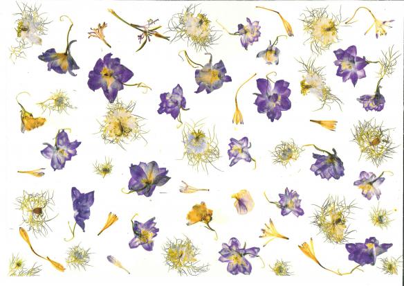 Nigelle bleue - Nicole Bourgait - Click to enlarge