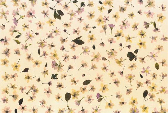 Prunus - Nicole Bourgait
