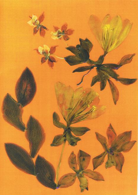 Clivia & orchi - Nicole Bourgait