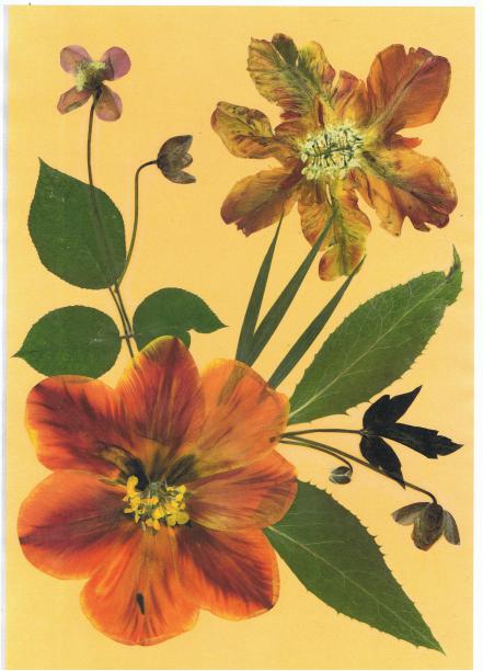 Tulipe fleurie - Nicole Bourgait