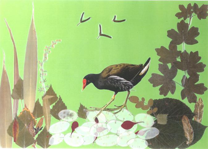 Poule d'eau - Nicole Bourgait - Cliquer pour afficher en grand