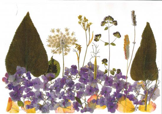 Hortensia bleu - Nicole Bourgait