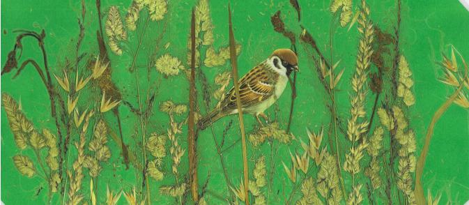 Moineau des ch. - Nicole Bourgait - Click to enlarge