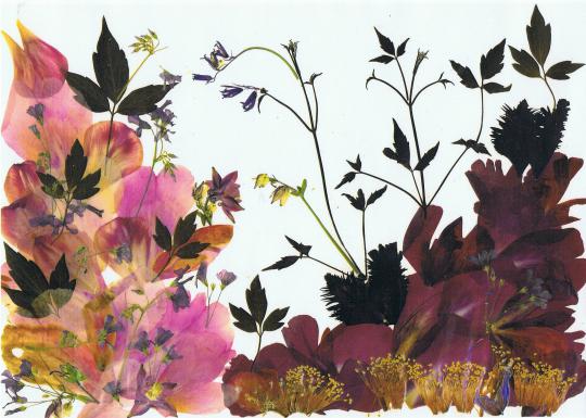 Rose mauve - Nicole Bourgait