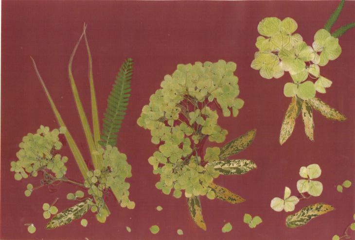 Hortensias Verts - Nicole Bourgait - Cliquer pour afficher en grand