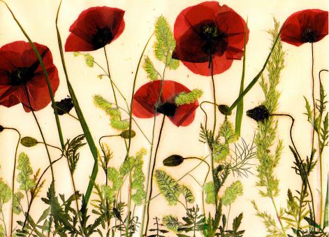 Coquelicots r. - Nicole Bourgait