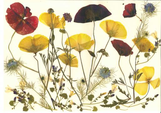 Coquelicot jaune - Nicole Bourgait