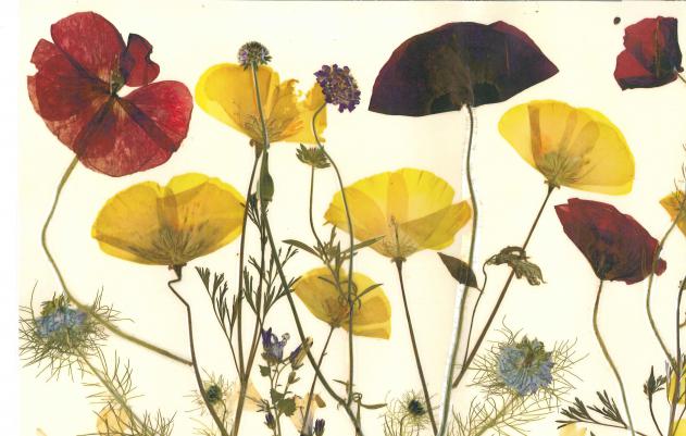 Coquelicots - Nicole Bourgait - Cliquer pour afficher en grand