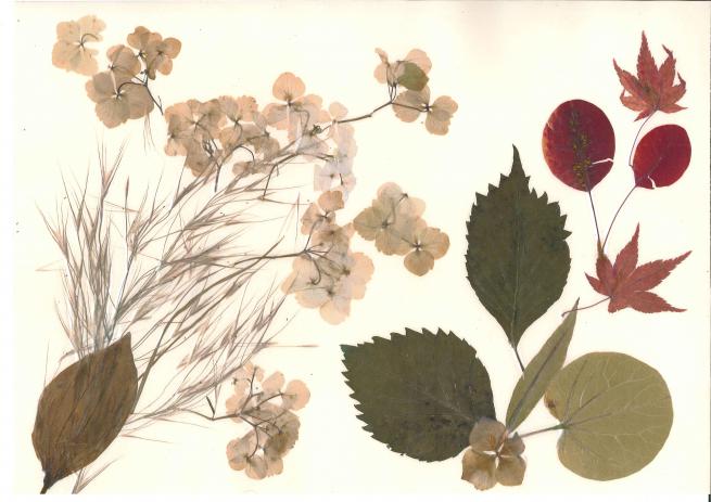 Cotinus-Erable - Nicole Bourgait - Cliquer pour afficher en grand