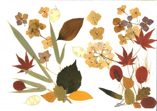 Erable Cotinus - Nicole Bourgait - Click to enlarge