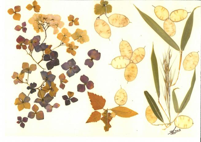 Hortensia - Nicole Bourgait - Click to enlarge
