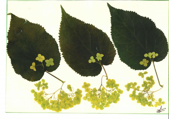 Hortensia vert - Nicole Bourgait - Cliquer pour afficher en grand