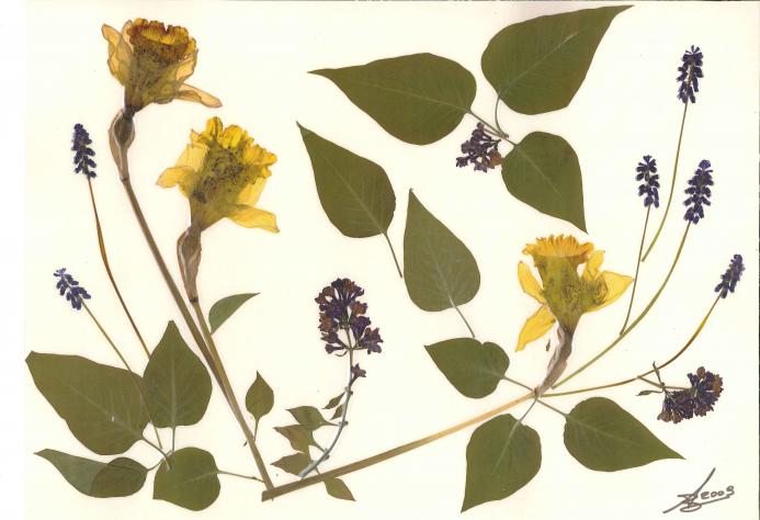 Joncquilles - Nicole Bourgait - Click to enlarge
