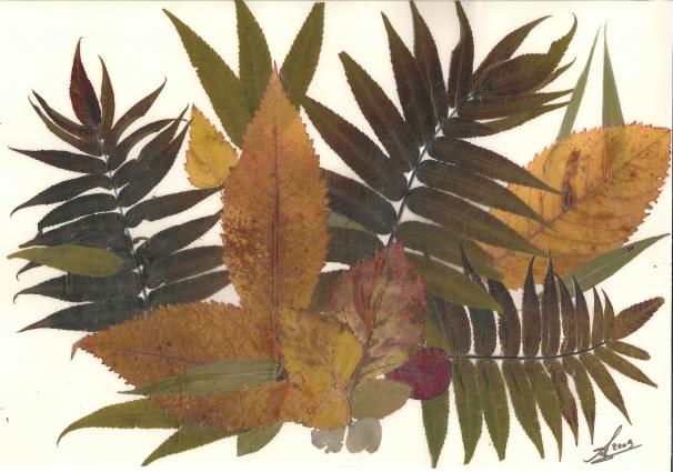 Sumac - Nicole Bourgait - Cliquer pour afficher en grand