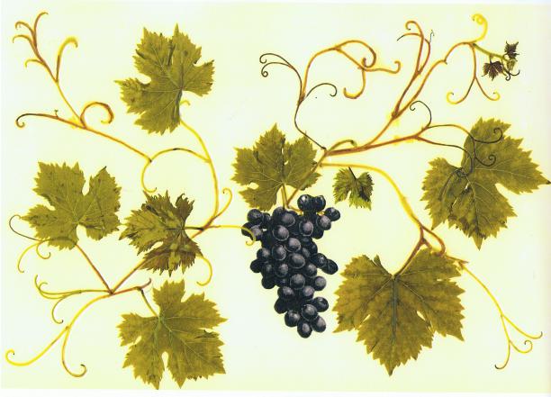 La vigne - Nicole Bourgait - Click to enlarge