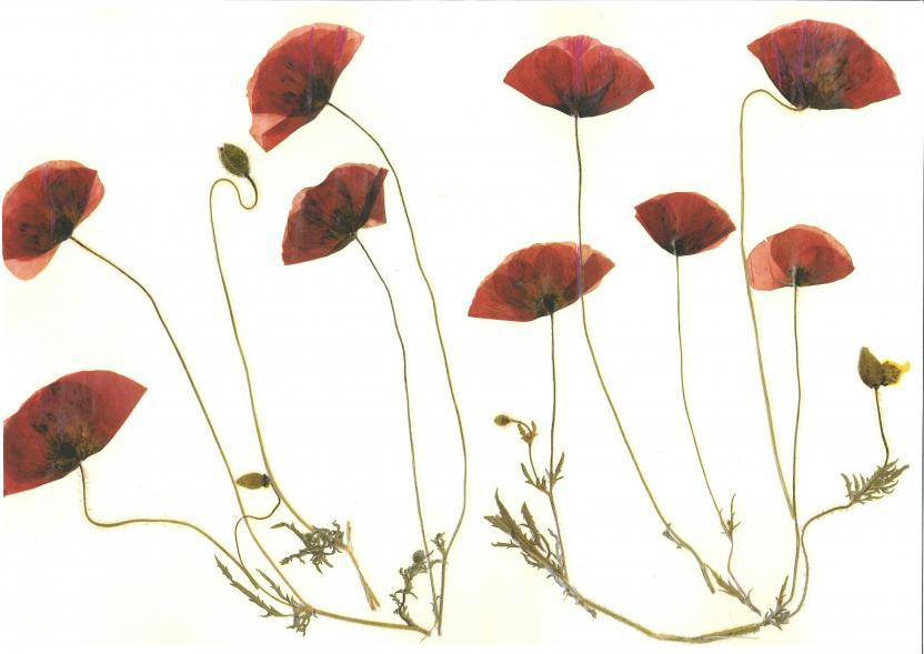 Coquelicots - Nicole Bourgait - Click to enlarge