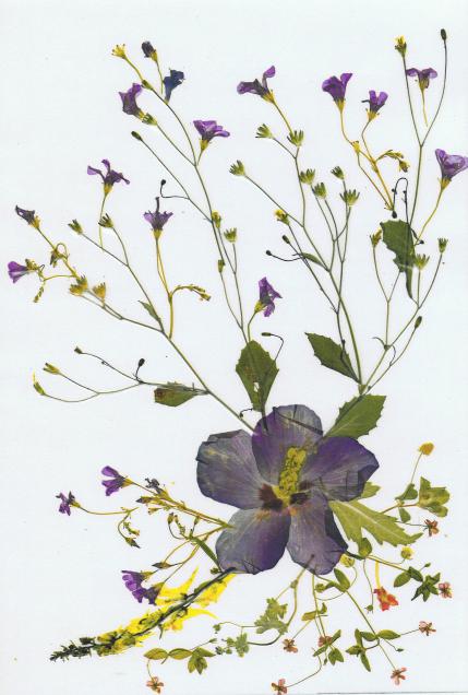 Althéas - Nicole Bourgait