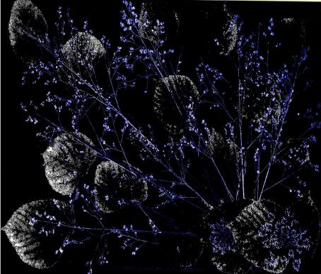 Tilleul gris - Nicole Bourgait