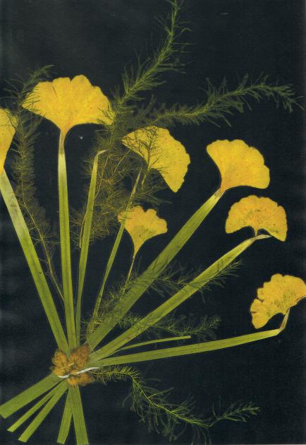ginkgo - Nicole Bourgait