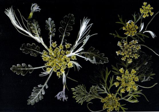 Poile carottes - Nicole Bourgait