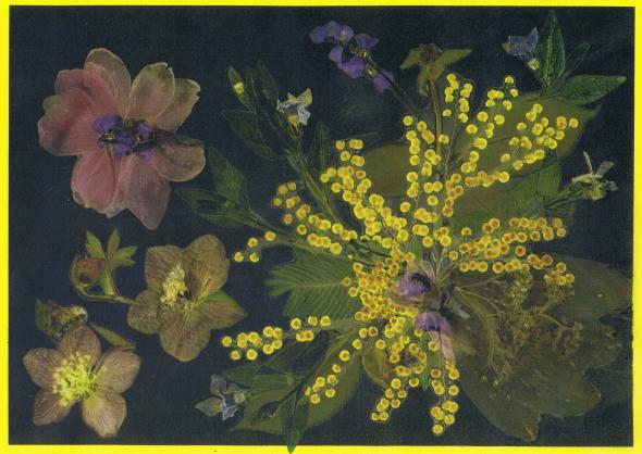 Mimosa - Nicole Bourgait - Click to enlarge